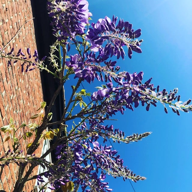 10 Holland street design flowers wisteria