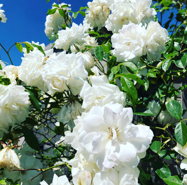 10 Holland Street roses. Floral fabrics nature inspired. Linen and cotton printed