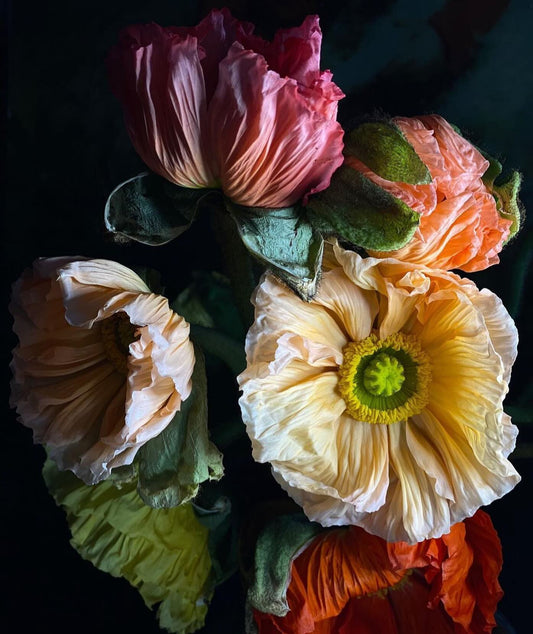 Holland Street Collagerie Textile Fashion Print