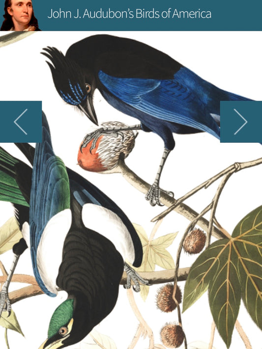 10 Holland street Audubon print park life rca linen cotton fabric research