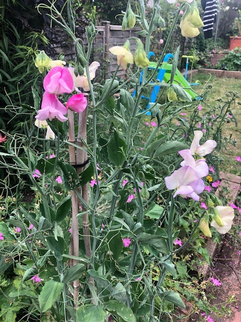 Sweet, Sweet Peas