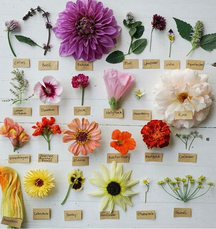 10 Holland Street edible flowers florals garden