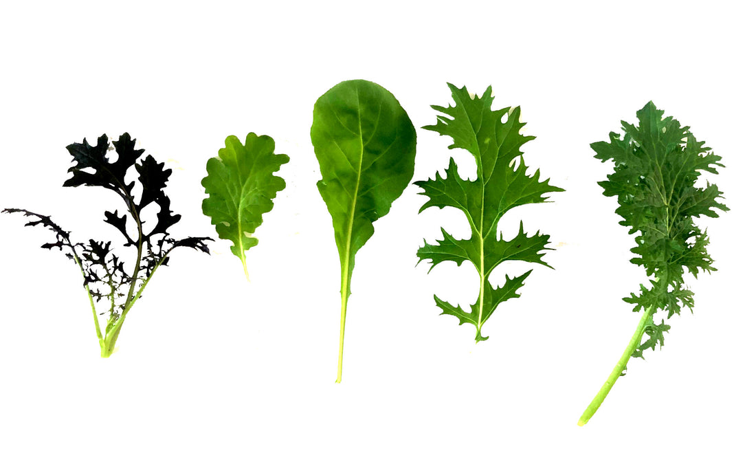 Day 65. Salad leaves..  A new appreciation of their form.