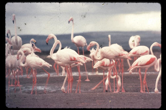 Vintage Photograph of flamingos, hazy, faded and beautiful.